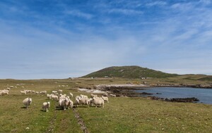 Otok Bardsey, Wales - 1