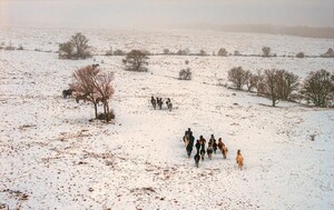 Divlji konji kod Livna - 1