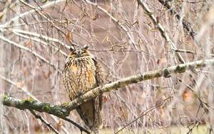 Sove ušare u Zagrebu - 6