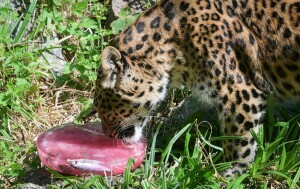 Sladoled za životinje u zagrebačkom Zoološkom vrtu - 3