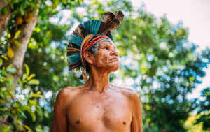 Amazona - 1