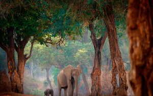 Mana Pools - 3