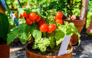 Cherry rajčice možete posaditi i u posudi