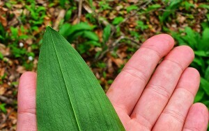 Branje medvjeđeg luka u Gorskom kotaru - 11