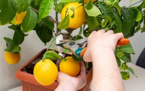 Uzgoj limuna na balkonu – sadnja, presađivanje, zalijevanje, obrezivanje | Kreni zdravo!