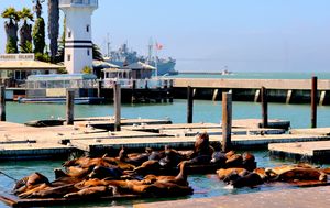 Pier 39 - 1