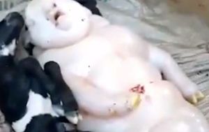 Mutant (Foto: Screenshot/YouTube)