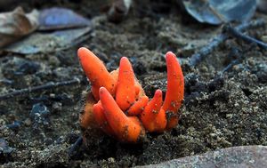 Otrovna gljiva pronađena u Australiji