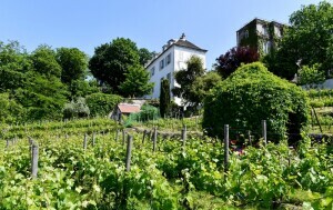 Clos Montmartre - 5