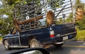 Životinje u prijevozu