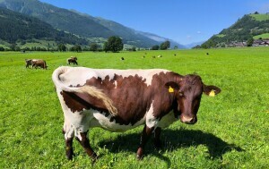 Zell am See - 3