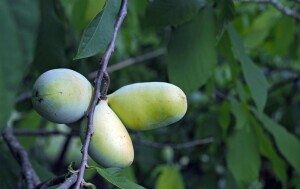 Indijanska banana u Donjoj Bistri na plantaži Ivana Šuloga - 5