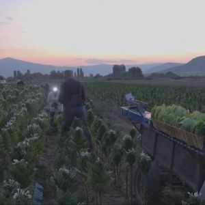 Sjeverna Makedonija: Zbog velikih vrućina duhan se bere noću