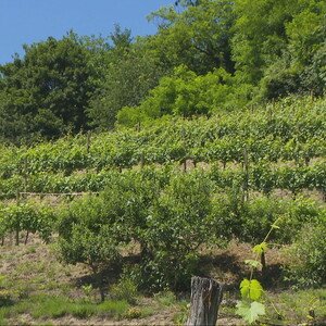 Vinograd