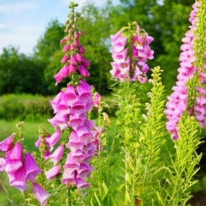 Naprstak (Digitalis)