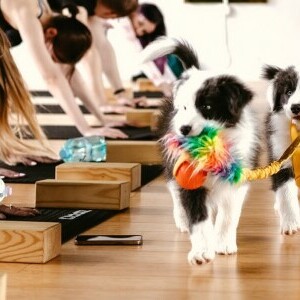 Paw Yoga