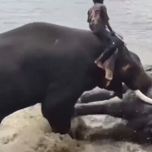 VIDEO Šokantne scene pred posjetiteljima: Slon se srušio na turisticu, poginula je