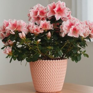 Rododendron