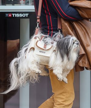 Muškarac iz centra Zagreba nosi psa kao torbicu - 7