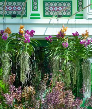 Vanda orhideja
