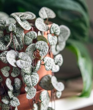 Ceropegia woodii