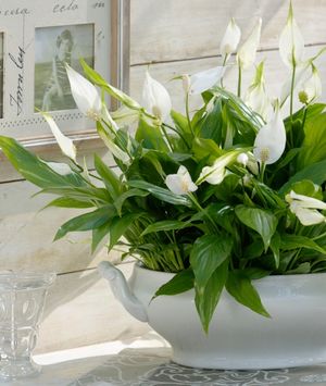 Savjeti za mirni ljiljan