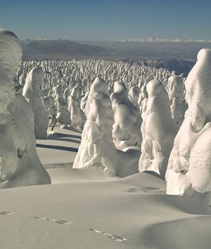 Snježna čudovišta - 7
