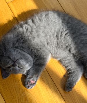 Maca leži na leđima