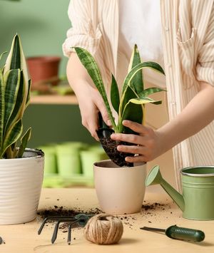 Presađivanje je zapravo jednostavan ritual