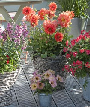 Budite oprezni s iznošenjem cvijeća van