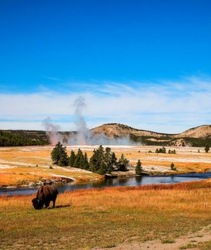 Yellowstone - 8