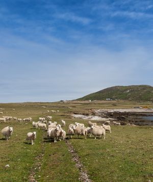 Otok Bardsey, Wales - 1