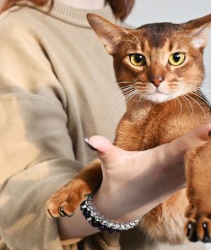 Abesinska mačka Darlen Fleur Dalmore Black proglašena je najljepšom mačkom na svijetu - 5