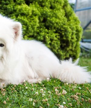 Samojed