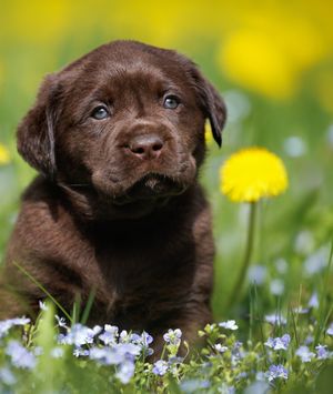 Štene labrador retrivera