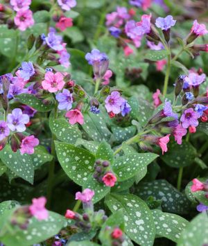 Plućnjak je cvijet koji stvara guste, dekorativne busene - 3