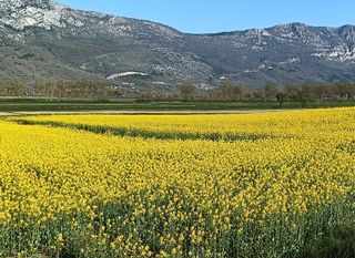 Zlatna polja u Istri - 7