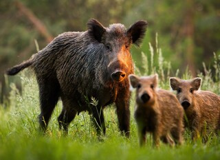 Najopasnije životinje u Hrvatskoj - 6