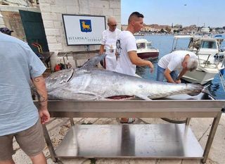 Tuna fest Rovinj - 1