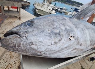 Tuna fest Rovinj - 9
