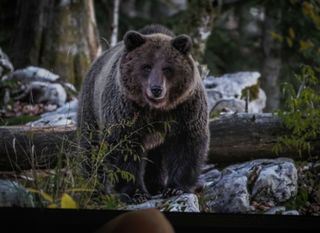 CroMedo, fotolov na medvjede i druge divlje životinje u Gorskom kotaru - 6