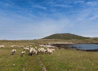Otok Bardsey, Wales - 1
