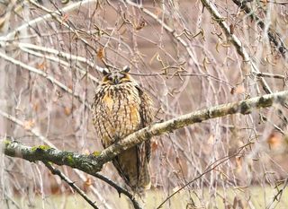 Sove ušare u Zagrebu - 6