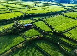 Polja riže na Baliju