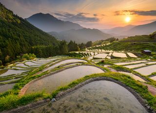 Polja riže u Japanu