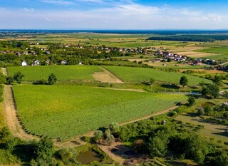 Vinograd u Moslavini