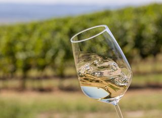 Zlatna Slavonija nudi vrhunska vina iz tri vinogorja