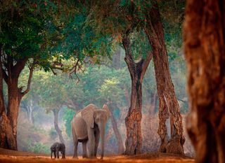 Mana Pools - 3