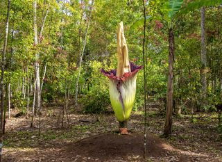 Amarphophallus titanuma ili Titan aruma - 1