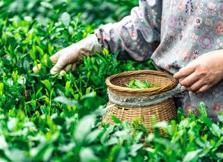 Longjing - 1